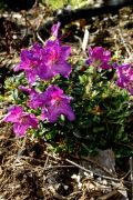 Rhododendron repens_