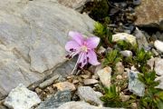 Rhodothamnus chamaecistus