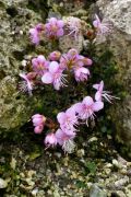 Rhodothamnus chamaecistus