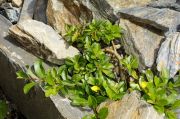 Salix_caschmiriana_TOM_7159.JPG