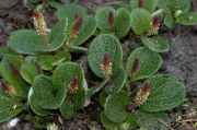 Salix reticulata