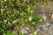 Salix saxatilis