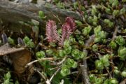 Salix saxatilis