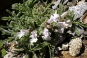 Salvia caespitosa