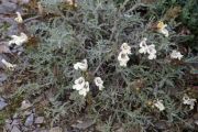 Salvia potentillifolia