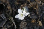 Sanguinaria canadensis 'Hermann Fuchs'