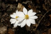 Sanguinaria canadensis'Major'