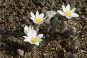 Sanguinaria canadensis 'Major'