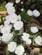 Sanguinaria canadensis 'Multiplex'