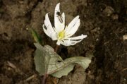 Sanguinaria canadensis 'Paint Creek'