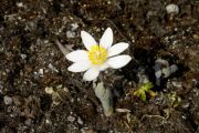 Sanguinaria canadensis 'Peter Harrison'