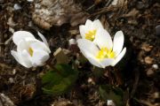 Sanguinaria canadensis 'Spectabilis'