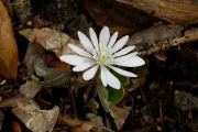 Sanguinaria canadensis 'Star'