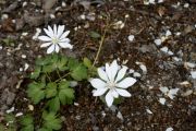 Sanguinaria canadensis