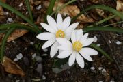 Sanguinaria canadensis