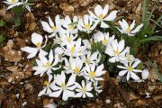 Sanguinaria canadensis