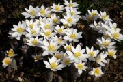 Sanguinaria canadensis