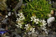 Saponaria lutea