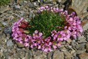 Saponaria pumilio