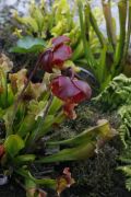 Sarracenia hybr.