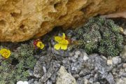 Saxifraga aretioides