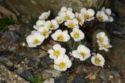 Saxifraga burseriana 'Brookside'