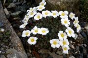 Saxifraga burseriana 'Brookside'