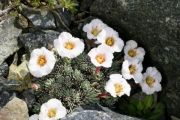 Saxifraga burseriana 'Clarissa'