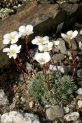 Saxifraga burseriana 'Cordata'