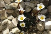 Saxifraga burseriana 'G. M. Hopkins'