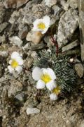 Saxifraga burseriana 'Gloria'