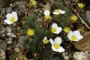 Saxifraga burseriana 'Grandiflora'