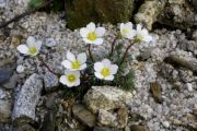 Saxifraga burseriana 'Grandiflora'