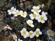 Saxifraga burseriana 'Seissera'