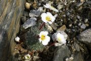 Saxifraga burseriana ex Mangart