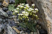 Saxifraga caesia