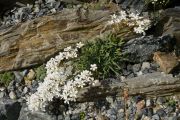 Saxifraga callosa subsp. australis