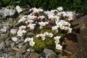 Saxifraga cebennensis