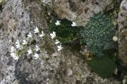 Saxifraga cochlearis 'Minor'