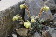 Saxifraga corymbosa