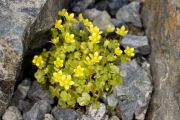 Saxifraga cymballaria