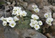 Saxifraga diapensioides