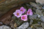 Saxifraga dinnikii