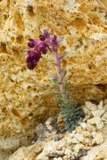 Saxifraga federici-augustii