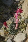 Saxifraga griesebachii