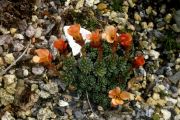 Saxifraga 'Christian Holges'