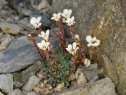 Saxifraga 'Amadeo Modigliani'