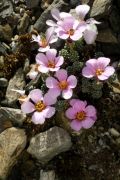 Saxifraga 'Amerigo Vespucci'