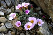 Saxifraga 'Amerigo Vespucci'