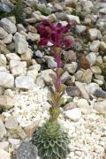 Saxifraga 'Andrea'